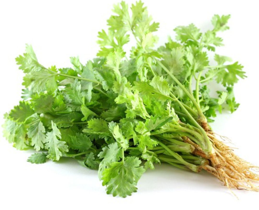 Hạt giống rau ngò 1kg - hạt giống ngò