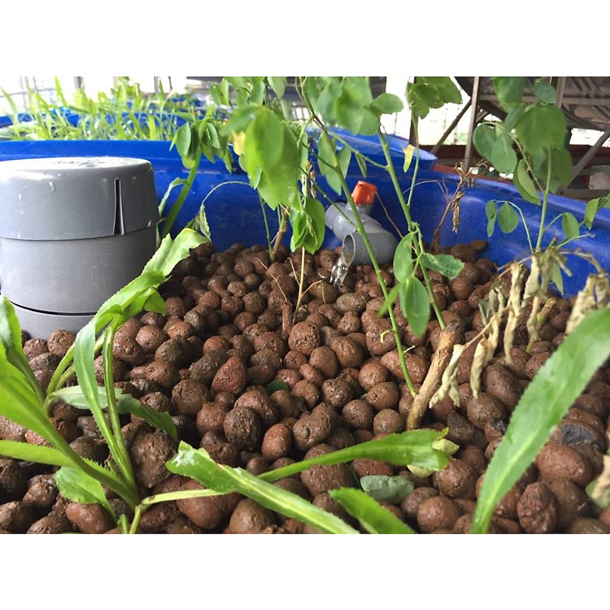 Sỏi nhẹ, đất nung trồng cây 1kg