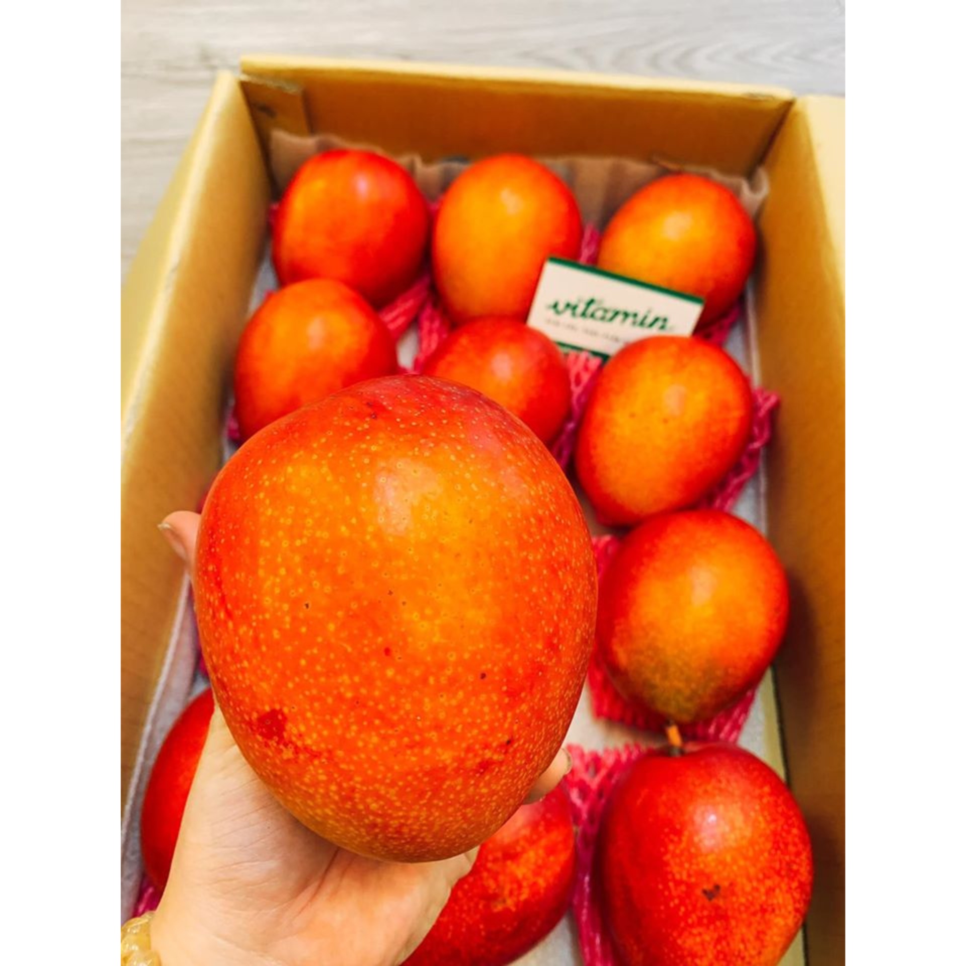 cây Xoài đỏ Nhật Bản... 5 tháng cây cho trái