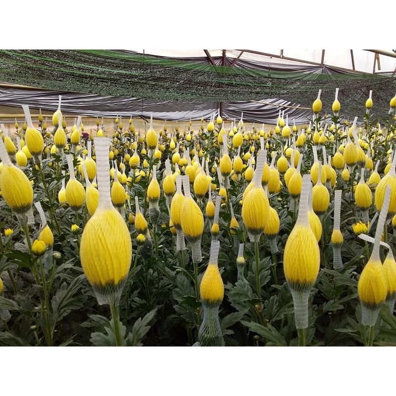 Hạt giống hoa Cúc Đà Lạt