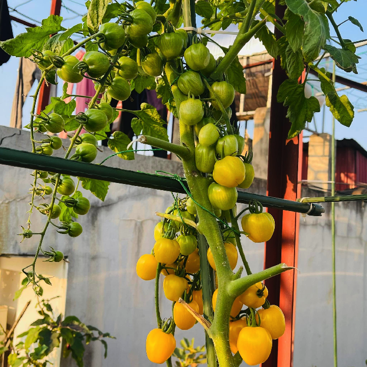 [Hạt giống Mỹ] Gói 5 hạt cà chua trái cây cherry dâu vàng Mỹ