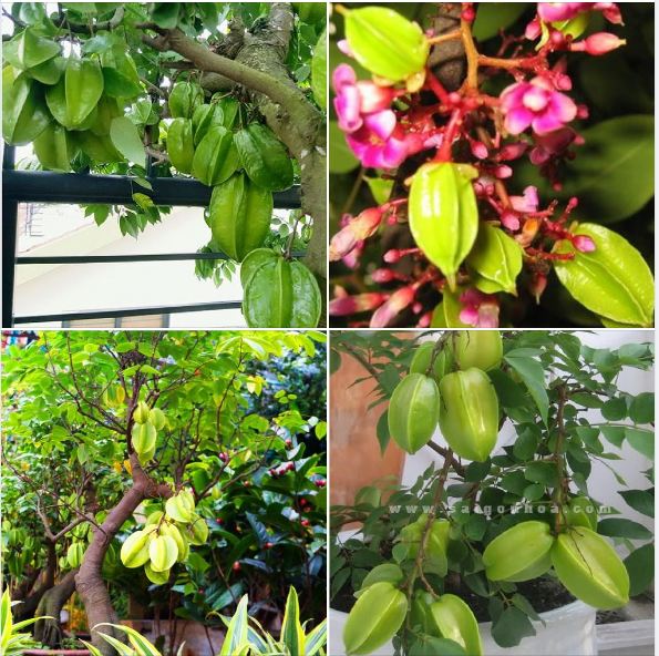 Hạt giống cây khế chua - 5 hạt/gói