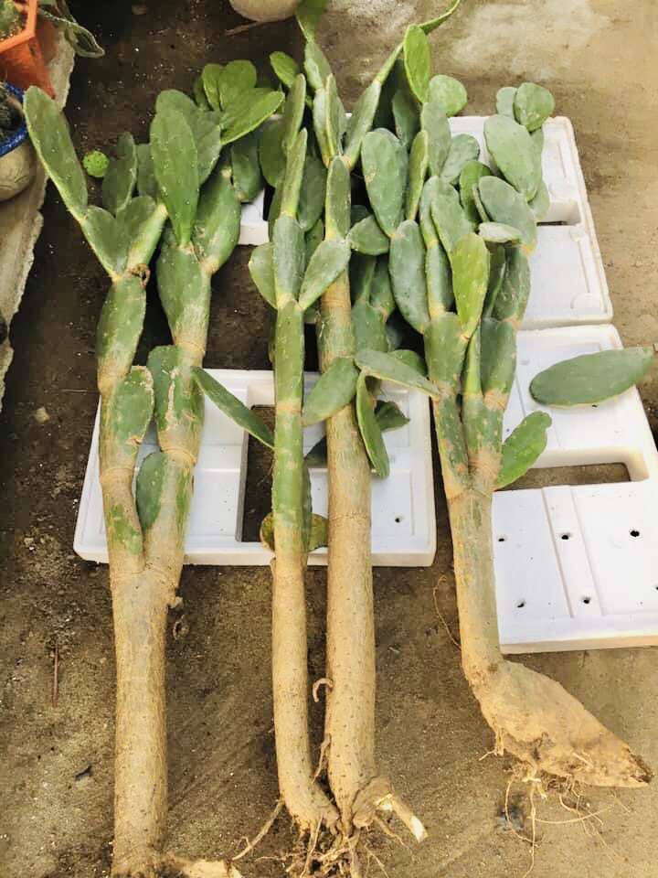 Xương rồng tai thỏ. ( Loại cao 2m )