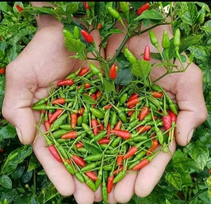 Cây Ớt Xiêm Xanh (Ớt sẻ, ớt rừng) trồng chậu
