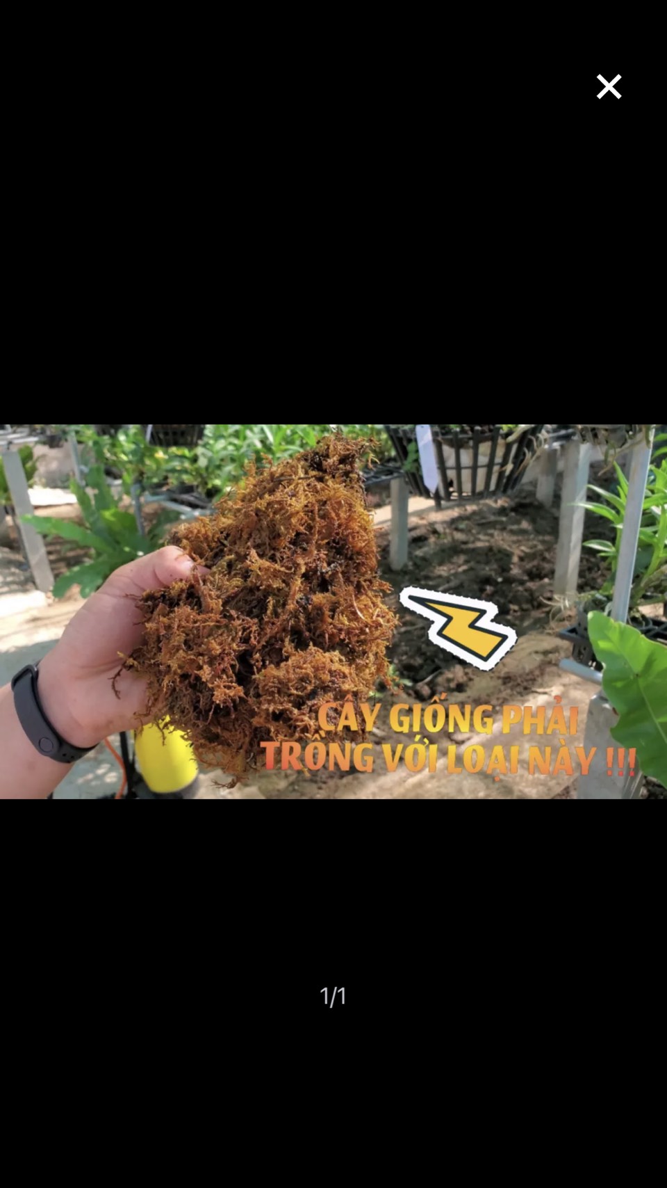 Rêu rừng- chất trồng số 1 cho cây con