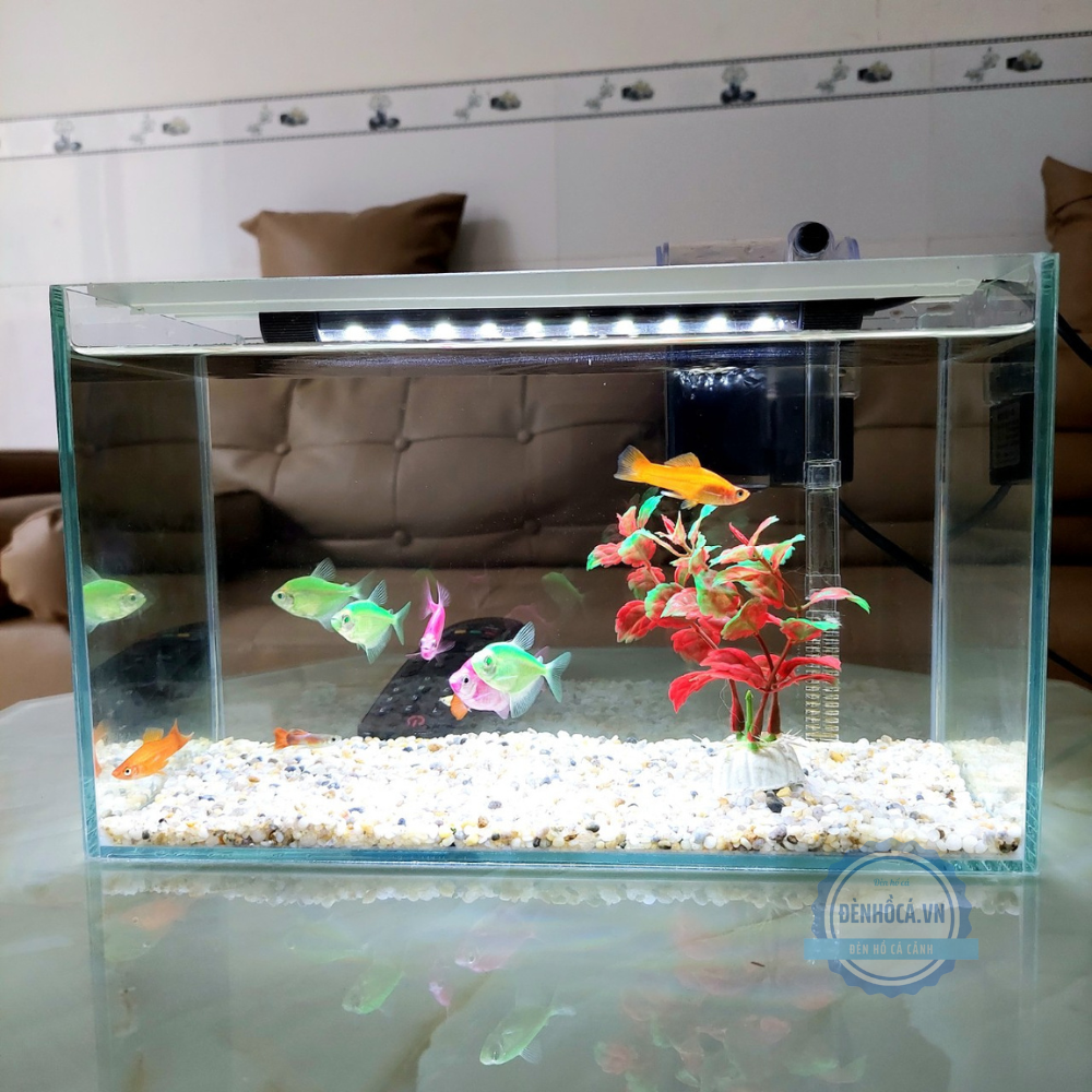 Bể cá mini 30cm COMBO đầy đủ phụ kiện