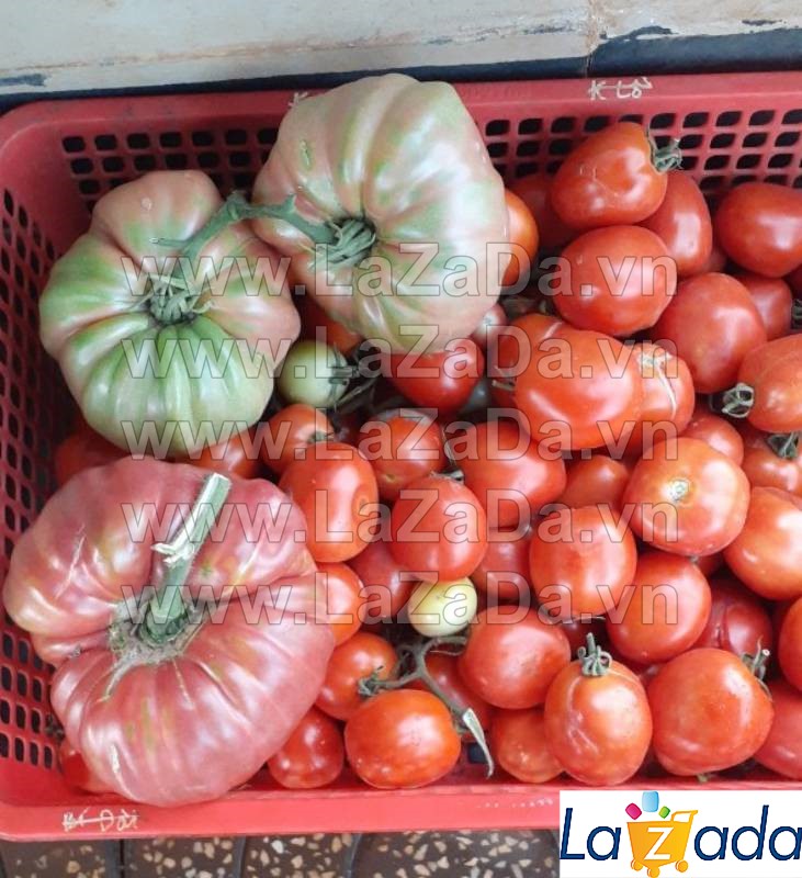 10h Hạt Giống Cà Chua Ngọt Đại 200KCD Belgium (A3.102| B50*W33*M196)