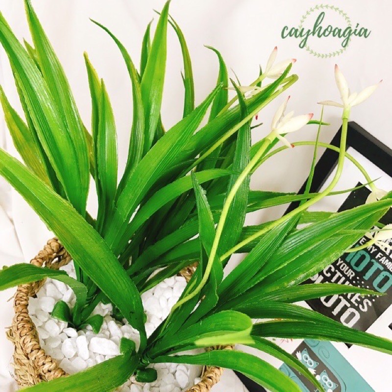 Cây giả- cây Lan Chi hoa nụ điểm bình lan