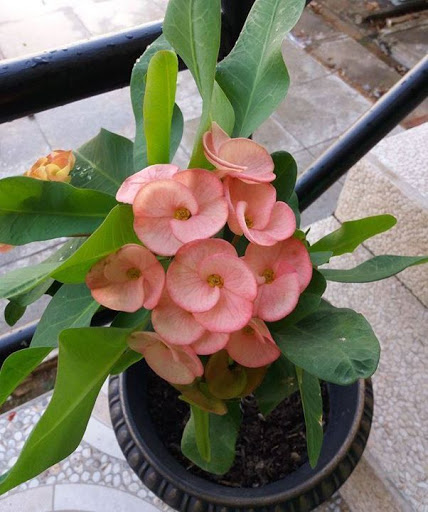 Cây giống xương rồng bát tiên size S