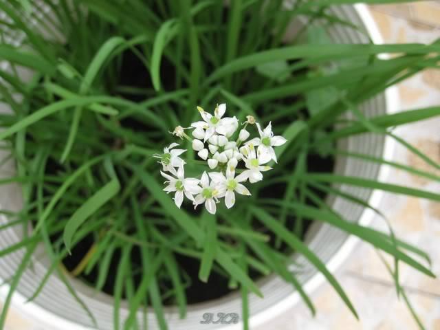 Hạt giống hẹ ta ăn lá - gói 2gram( 330  hạt )