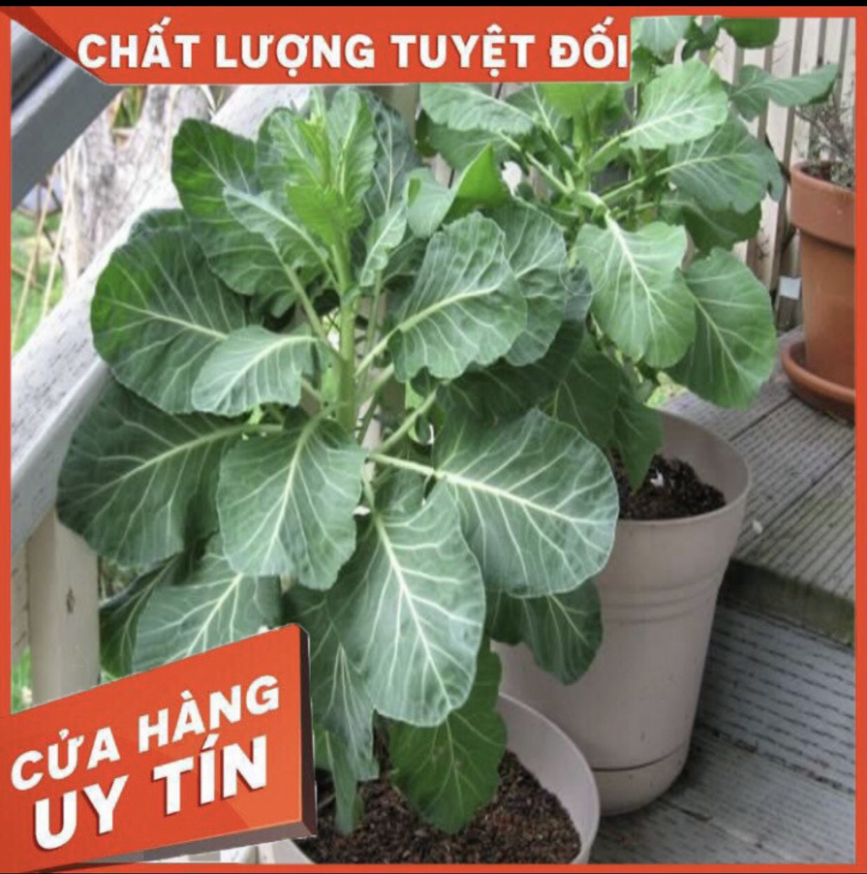 HẠT GIỐNG CẢI NGỒNG LÀN CẢI RỔ NHẬP KHẨU