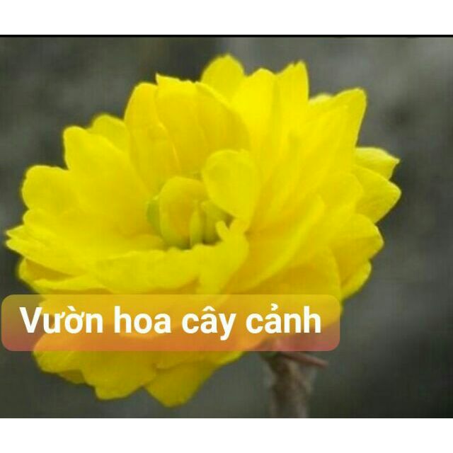 Giá Gốc - Cây giống mai cúc 2 tầng