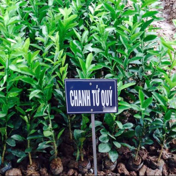 Cây giống CHANH TỨ QUÝ quả chùm