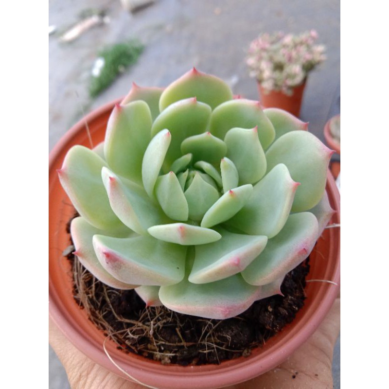 Sen Đá Bánh Bao Lửa, Xuất Xứ Đà Lạt, Lỗi 1 Đổi 1 ❣