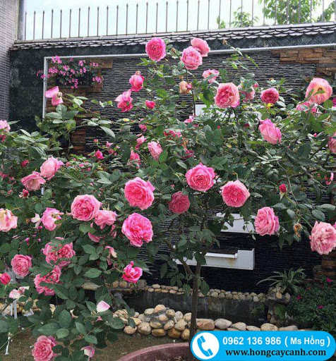 COMBO 5 BẦU CÂY GIỐNG Hoa hồng cổ Sapa