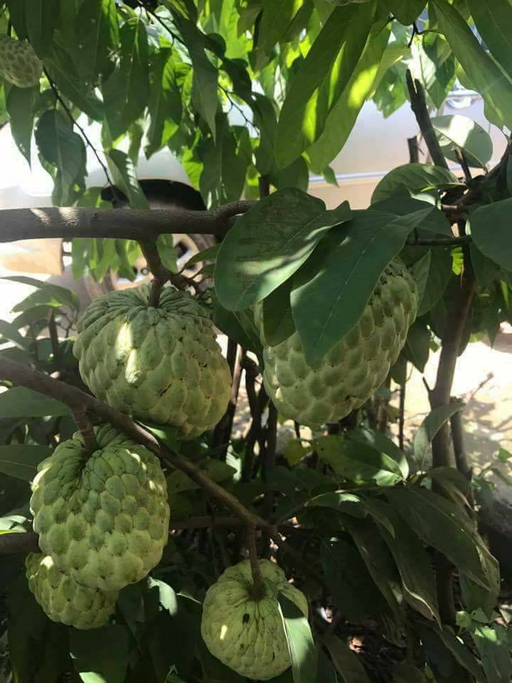 Cây giống na hoàng hậu/ na thái trái to, vị thơm ngọt- Hoa kiểng Nguyễn Lộc- Cây giống chất lượng cao