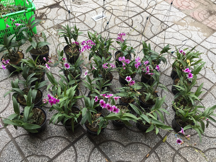 [HCM]combo chậu nhựa đen size 10cm-50 cái