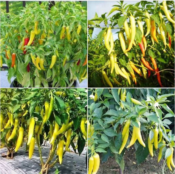 Hạt giống ớt sừng vàng châu phi CT309 - Gói 0.1gram