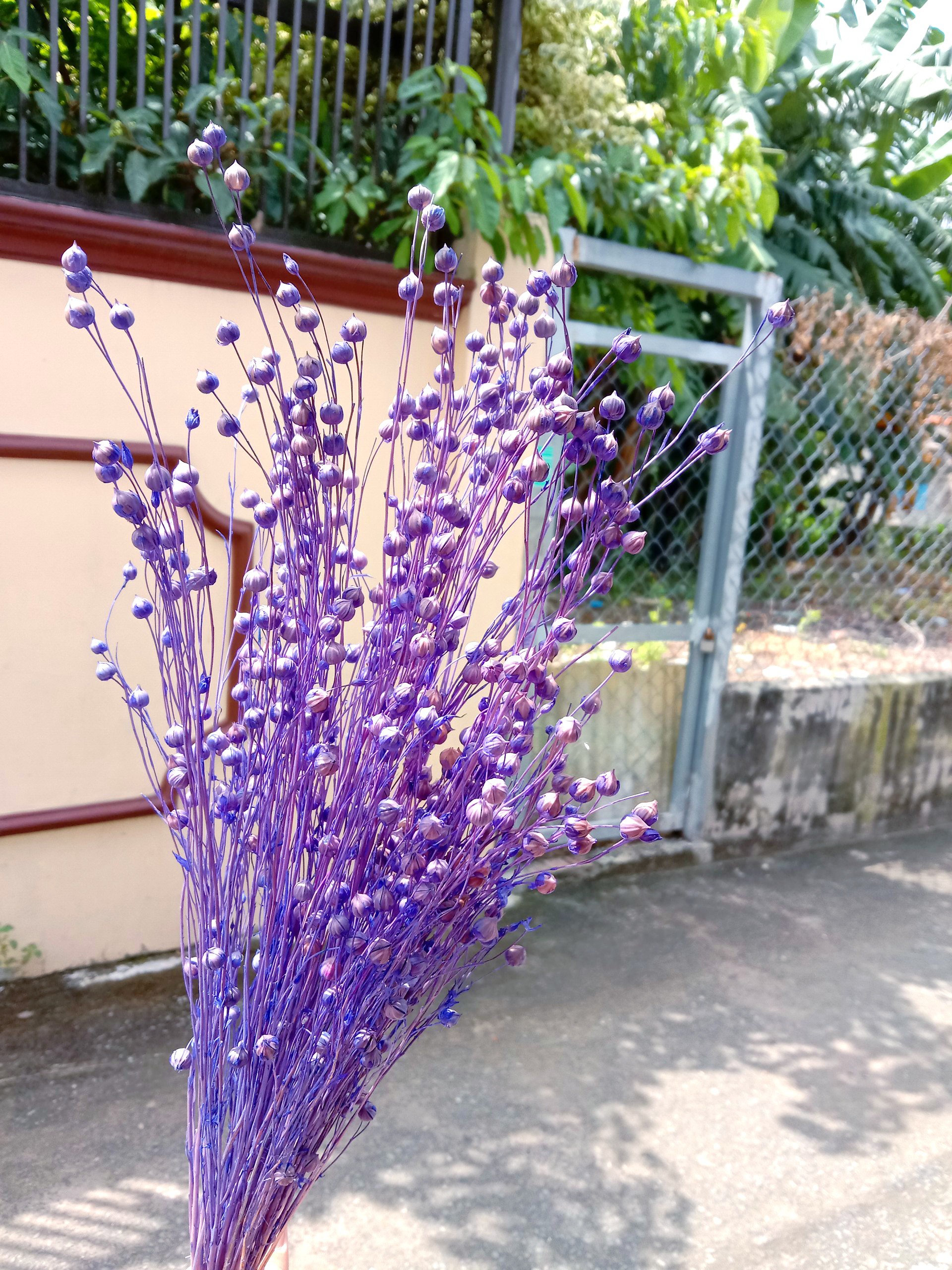 hoa khô flax, cỏ khô linum, cành hạt đậu