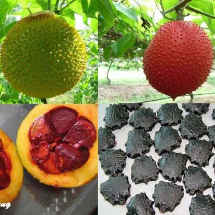 Hạt giống cây gấc cao sản ( 1 gói 10 hạt )