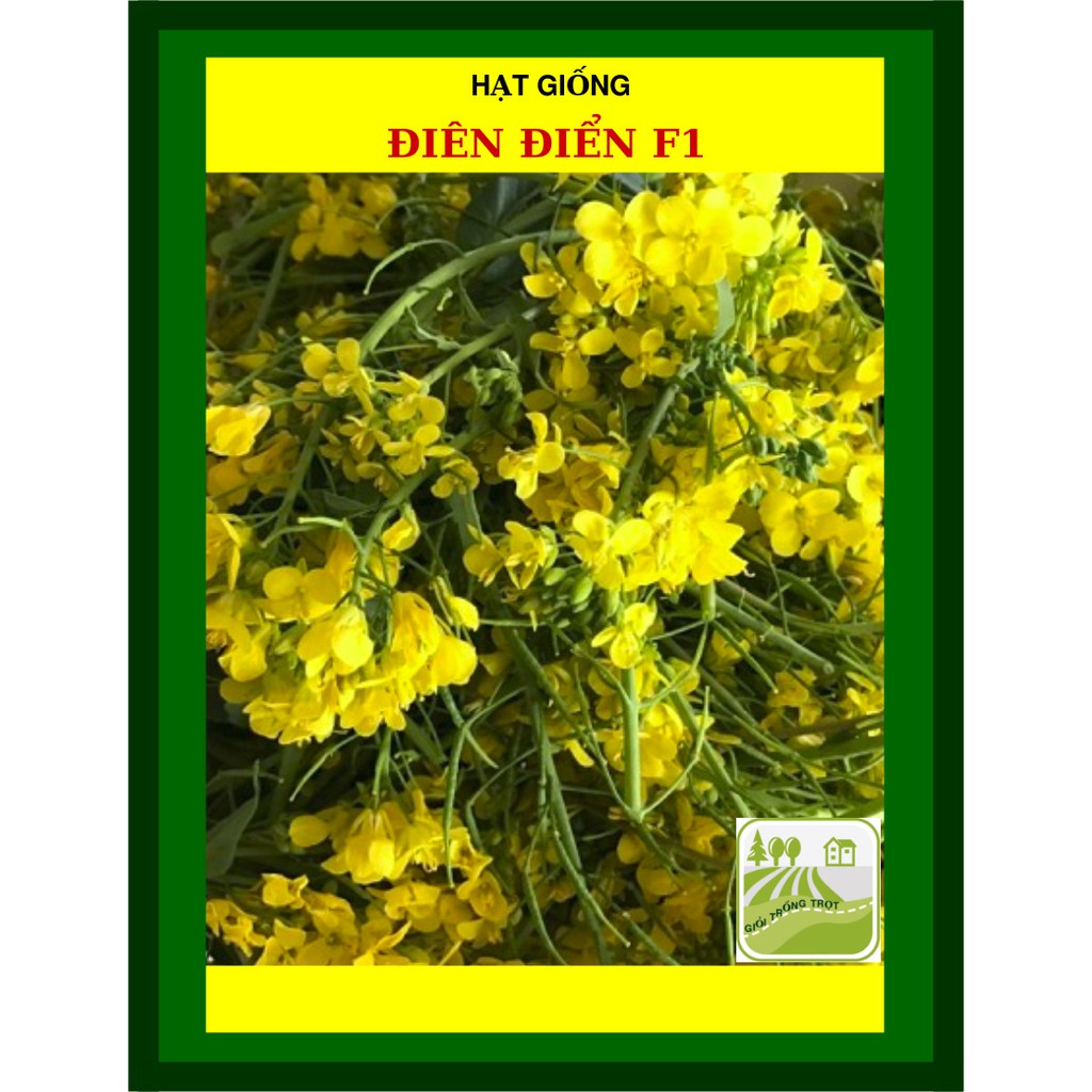 Hạt Giống Hoa Điên Điển (Sesbania sesban) 1Gram