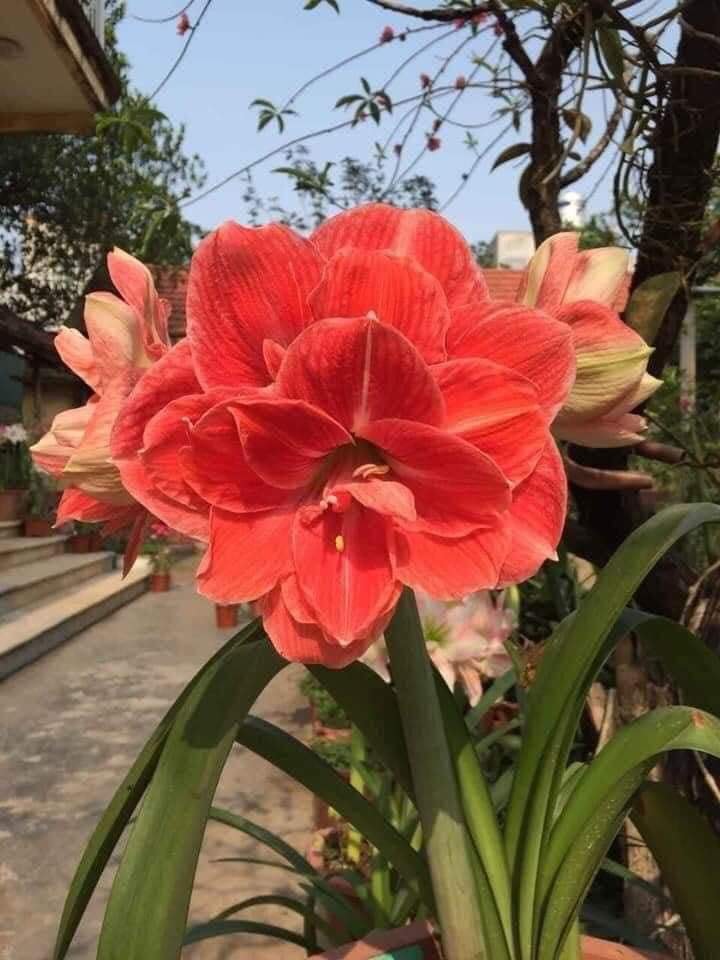5 củ lan huệ kép