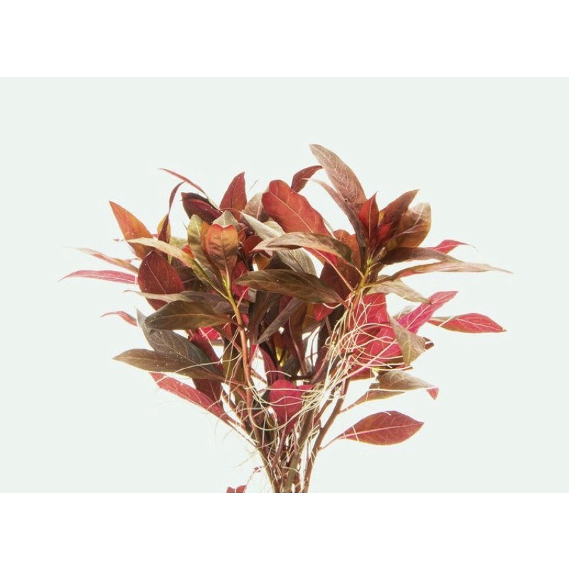 Cylindric Fruited Ludwigia - Cây Đại Hồng Điệp - Cây Thủy Sinh Cắt Cắm