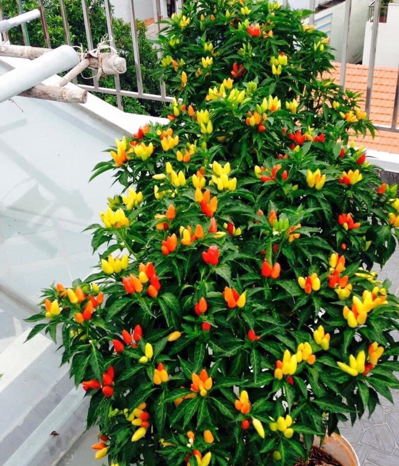 Hạt Giống Ớt Ngũ Sắc