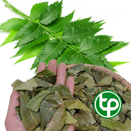 Lá neem ấn độ sấy khô 500g - Hàng công ty chất lượng cao - Chuyên dùng để pha trà cải thiện sức khỏe người bệnh tiểu đường - Thảo Dược Tấn Phát