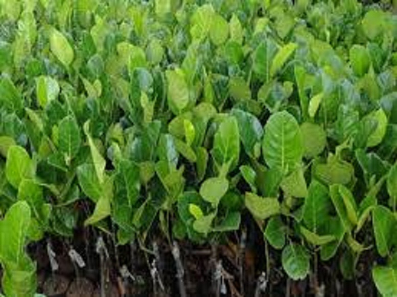 CÂY GIỐNG MÍT TỨ QUÝ DA XANH