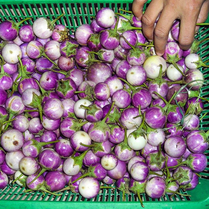 Hạt giống Cà Pháo Tím - Cà Pháo Trắng TN - 49