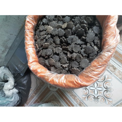 Hạt gấc khô- hạt gấc nếp loạt tốt