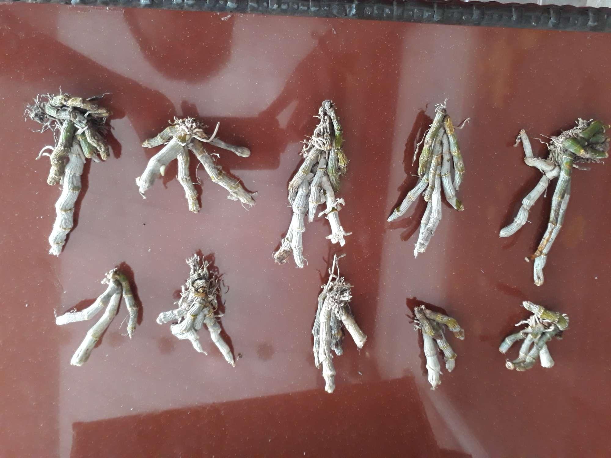 hoa lan trầm yim rừng