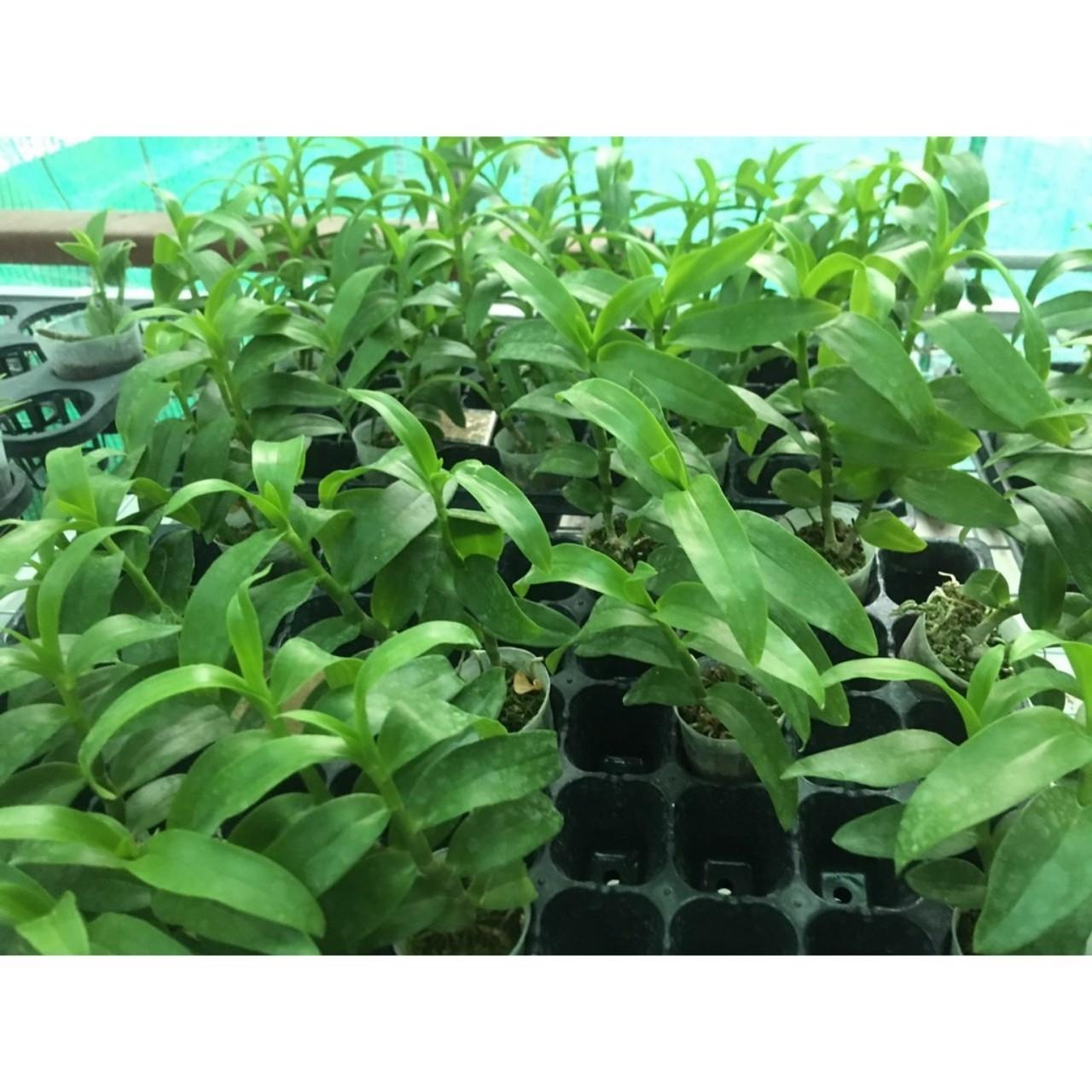 PHÂN BÓN LÁ GROW MORE BUD BLOSSOM 6-30-30+TE