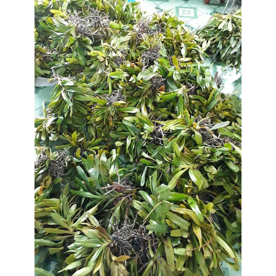 Hoa lan Hoàng Nhạn