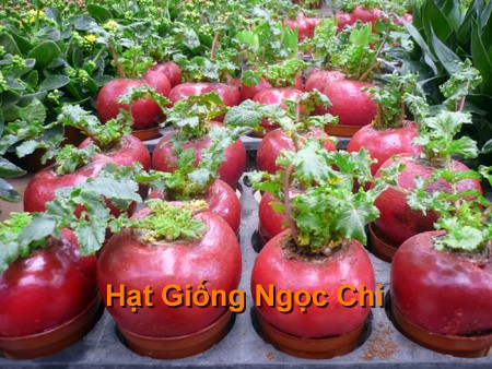 Hạt Giông Củ Cải Khổng Lồ 20 Hạt