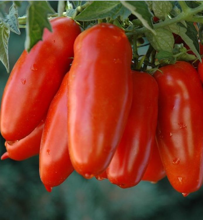 Hạt giống cà chua chuối ,quả dài-gói 20 hạt