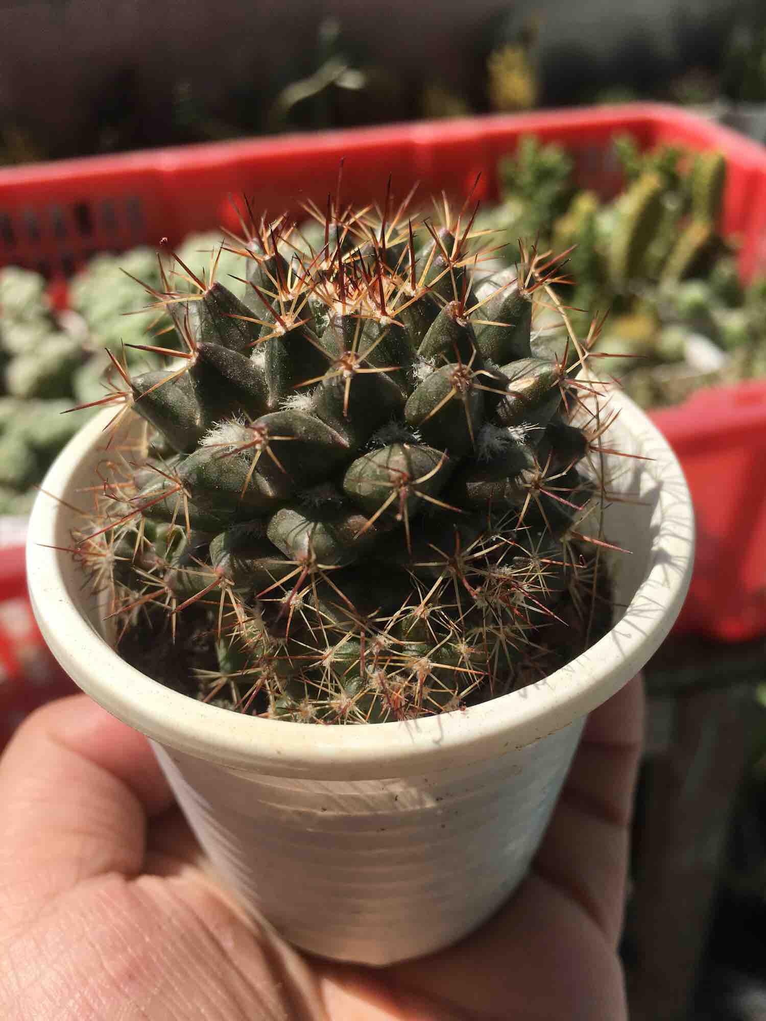 Xương Rồng Mami gai trắng