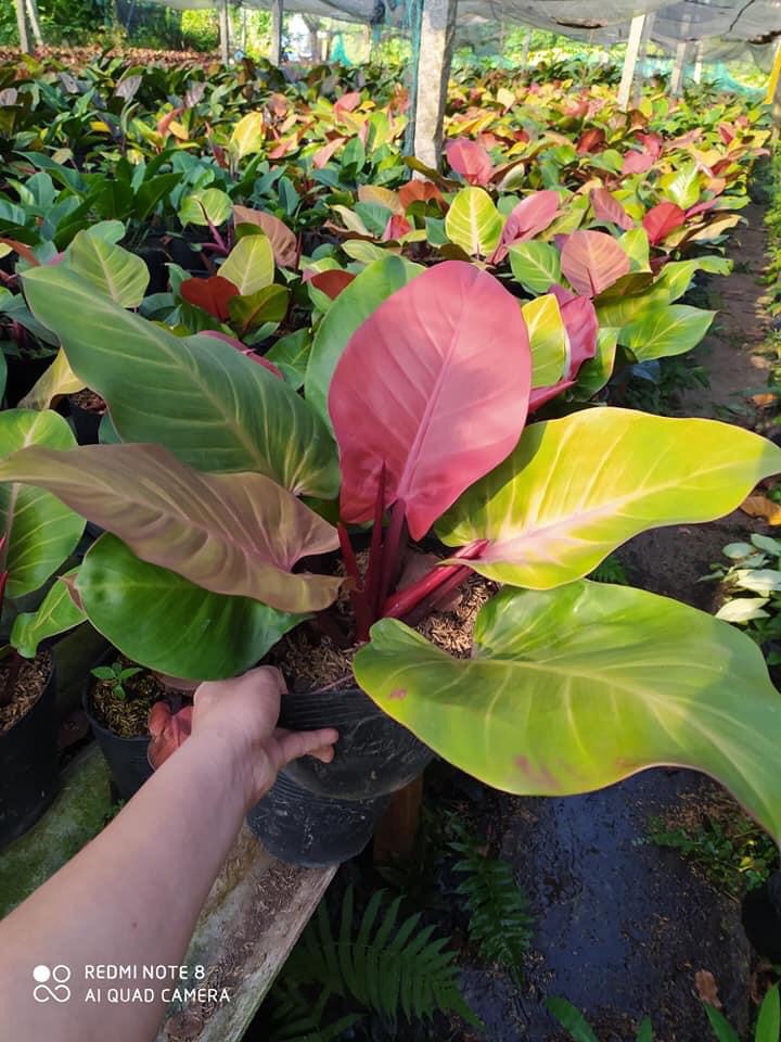 Trầu bà đế vương (đỏ)