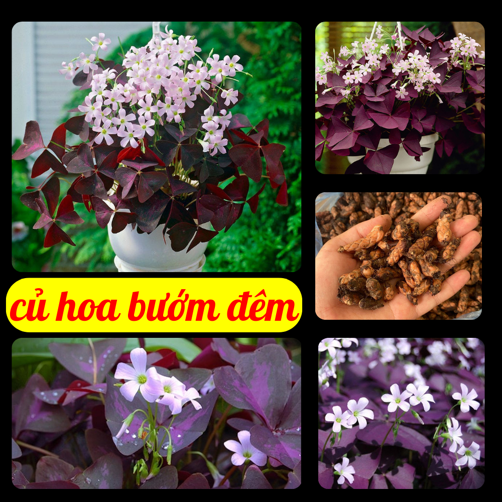 Combo 5 củ hoa bướm đêm lá tím hoa trắng-trồng quanh năm