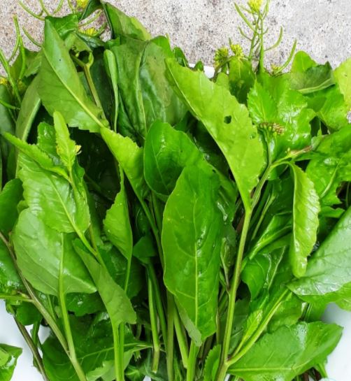 Gói 100  hạt giống Cải Trời