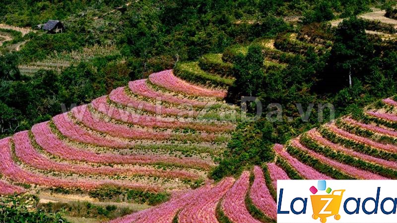 1KG Hạt Giống Hoa Tam Giác Mạch (| -KD: B1*W63)