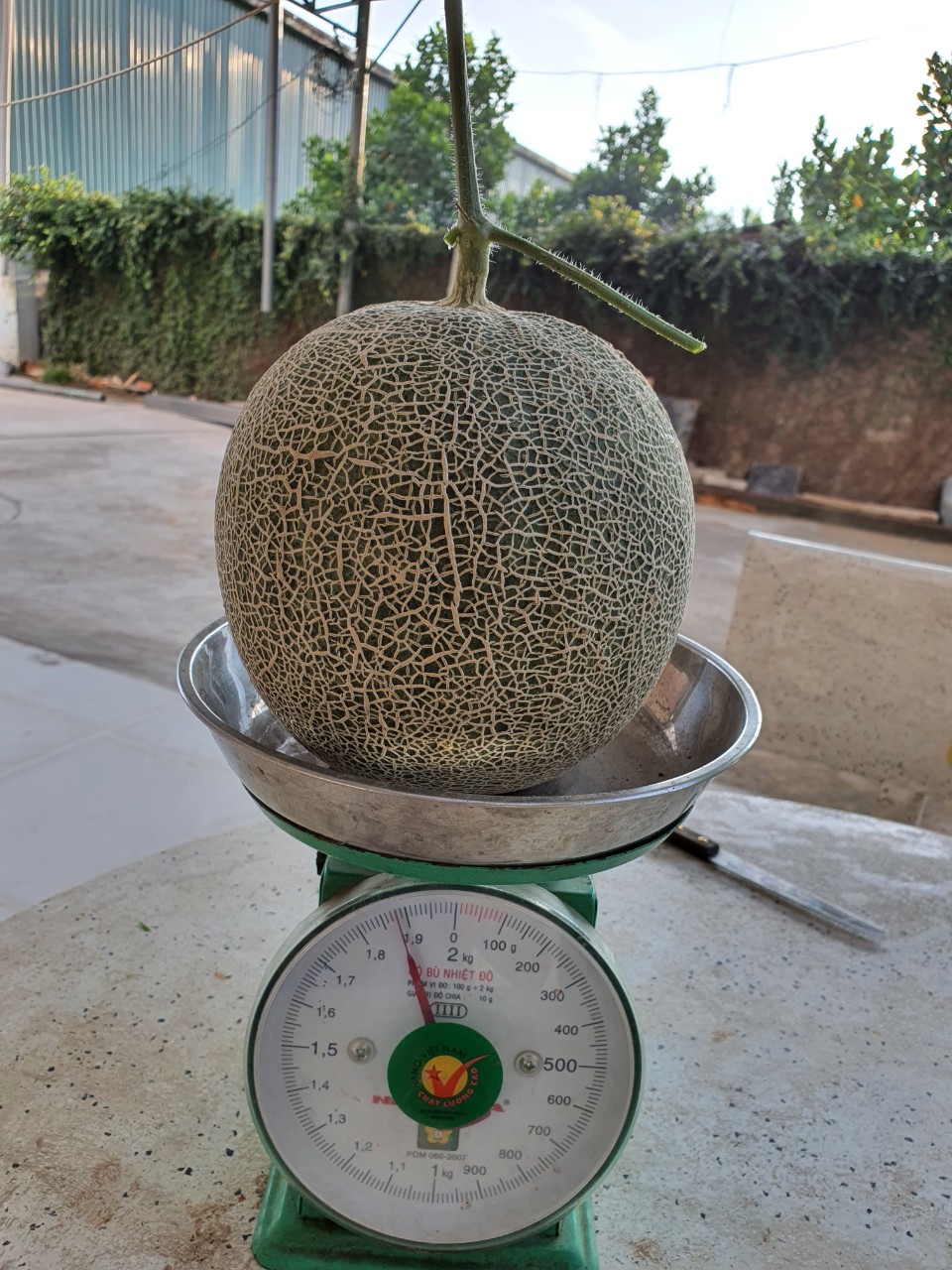HẠT GIỐNG DƯA LƯỚI F1-TL3 (10 HẠT)