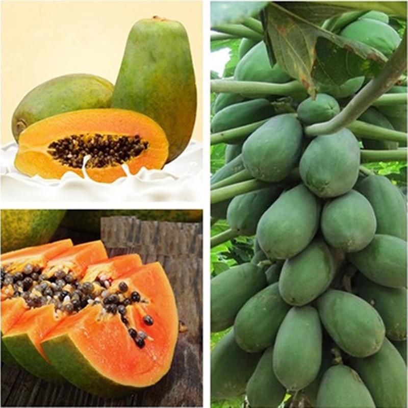 Sale Combo 3 gói Hạt giống đu đủ lùn