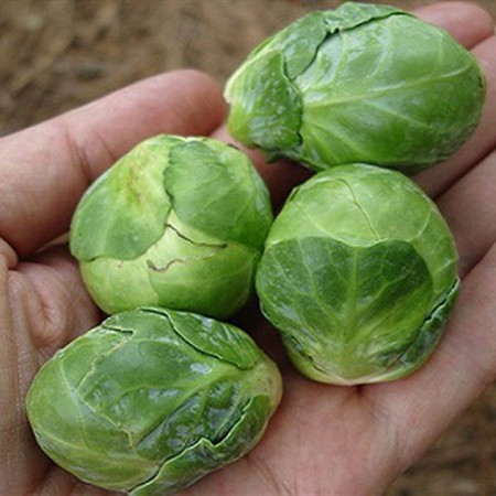 Gói 0.5GR hạt giống Bắp Cải Tí Hon