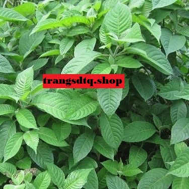 60 cây chè khổng lồ (chè đại)