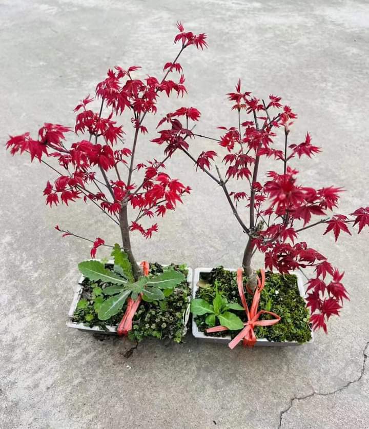 1 CHẬU PHONG LÁ ĐỎ ẢNH THẬT HÀNG VIP