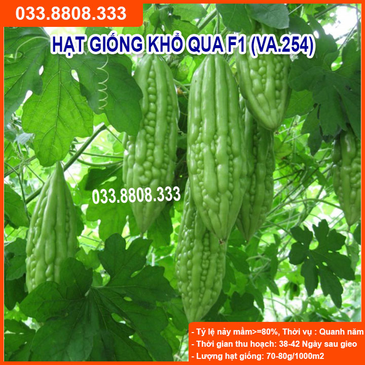 HẠT GIỐNG QUẢ KHỔ QUA ( MƯỚP ĐẮNG ) NHANH RA QUẢ