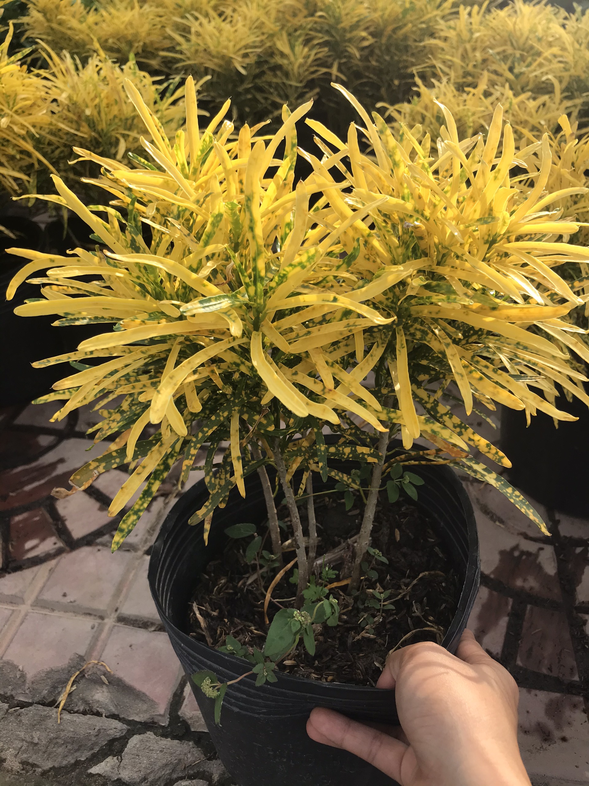 Cây vàng bạc (cây lá màu sao nhái)