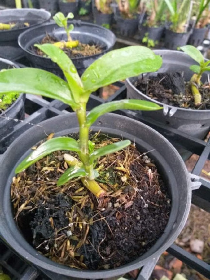 hoa phong lan phi điệp lộc bắc